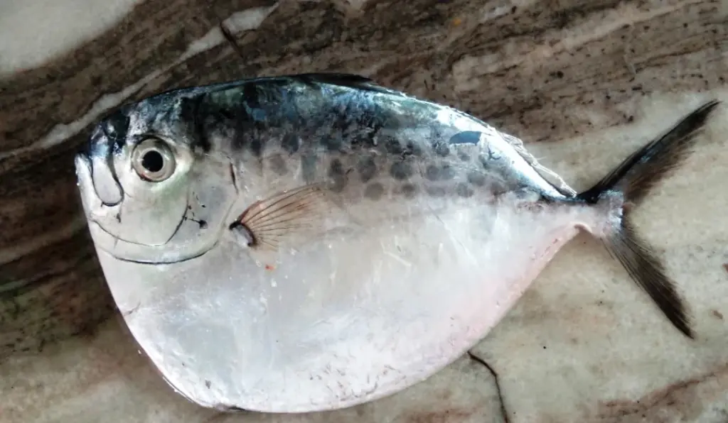 Aana Chavitti (ആന ചവിട്ടി)
