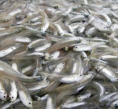 Nethala Cleaned (നെത്തല) 500Gm