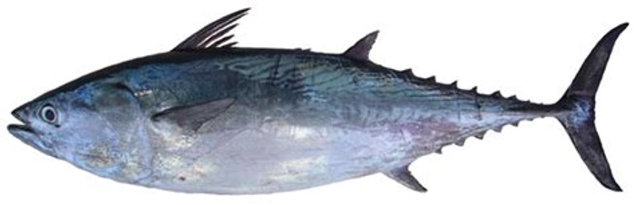 Kethar Cleaned (കേതർ) 1 kg